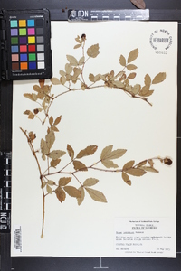 Rubus trivialis image