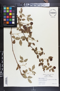 Rubus trivialis image