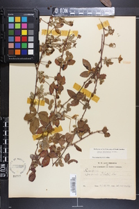 Rubus trivialis image