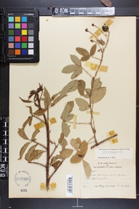 Rubus trivialis image