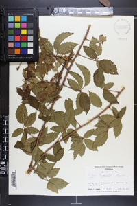 Rubus trivialis image