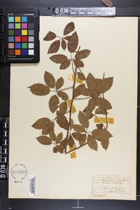 Rubus trivialis image