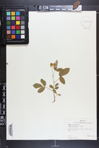 Rubus trivialis image