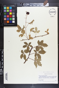 Rubus trivialis image