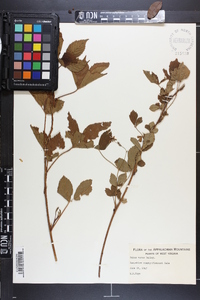 Rubus varus image