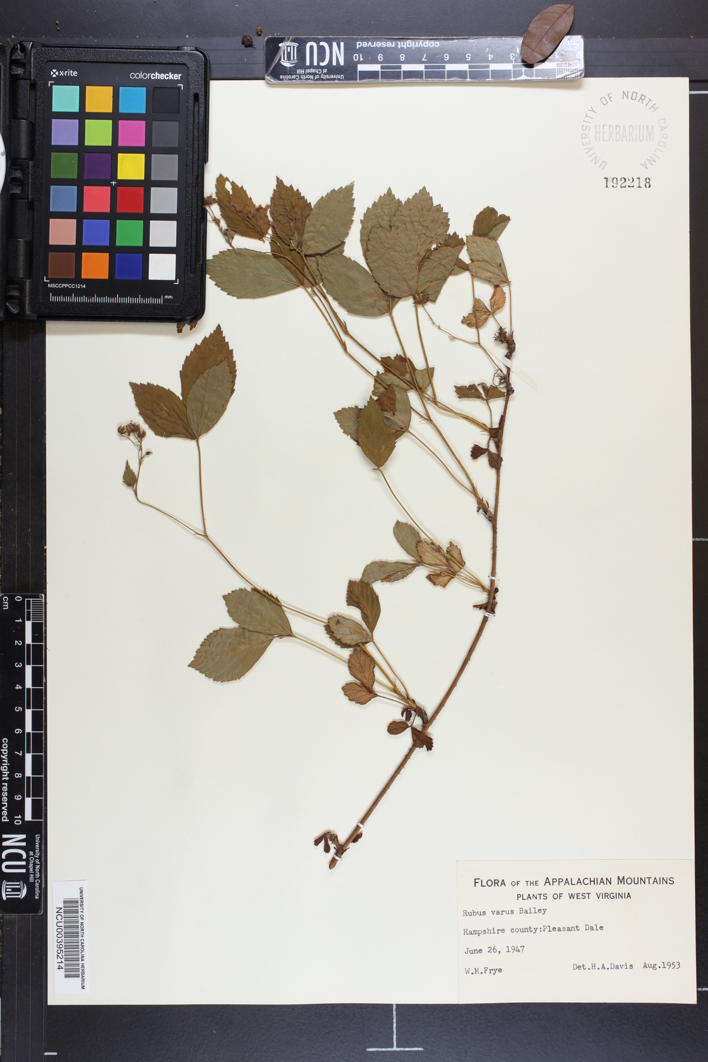 Rubus varus image