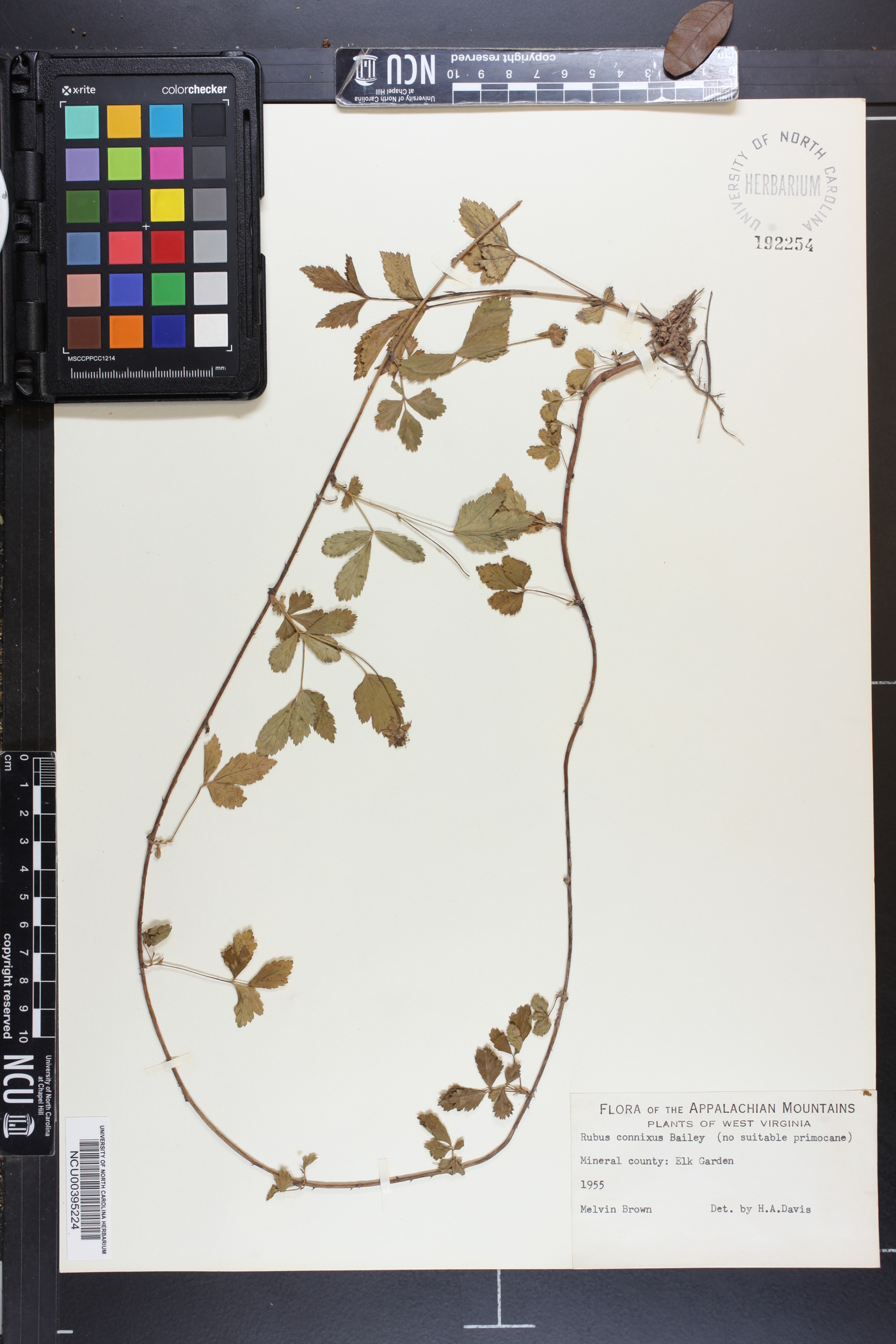 Rubus connixus image
