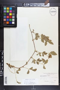 Rubus enslenii image