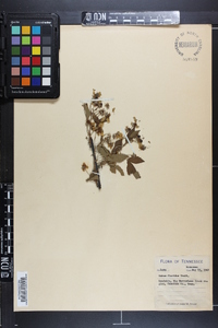 Rubus argutus image