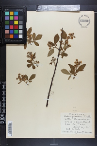 Rubus argutus image