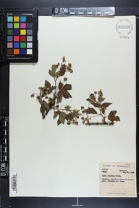 Rubus argutus image