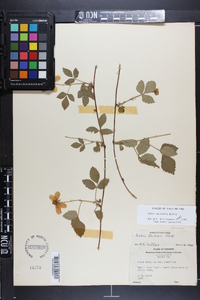 Rubus serratus image