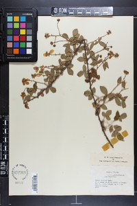 Rubus lucidus image