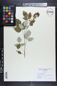 Rubus occidentalis image