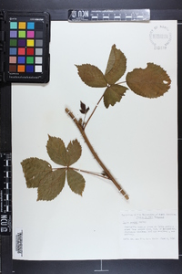 Rubus pauper image