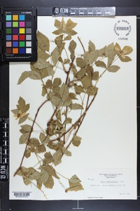 Rubus pensilvanicus image