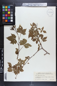 Rubus pronus image