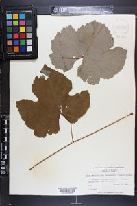 Vitis aestivalis var. argentifolia image