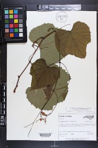 Vitis aestivalis var. bicolor image