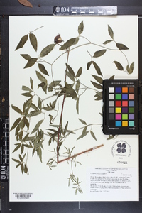 Clematis vinacea image