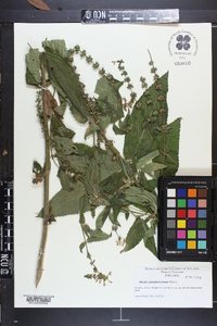 Stachys glandulosissima image