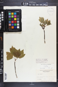 Acer rubrum var. trilobum image