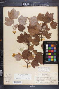 Acer rubrum var. trilobum image