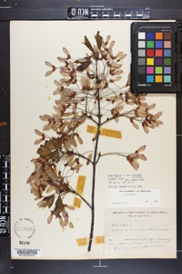 Acer rubrum var. trilobum image