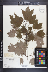 Acer rubrum var. trilobum image