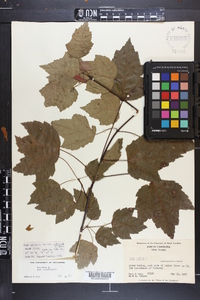 Acer rubrum var. trilobum image