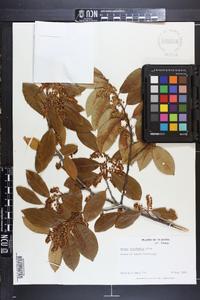 Prunus caroliniana image