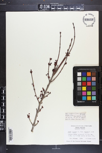 Acer rubrum var. trilobum image