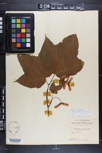 Acer pensylvanicum image