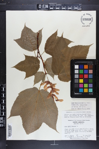 Acer pensylvanicum image