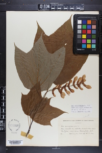 Acer pensylvanicum image