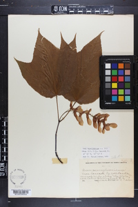 Acer pensylvanicum image