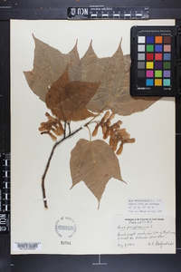 Acer pensylvanicum image