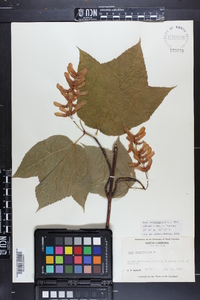 Acer pensylvanicum image