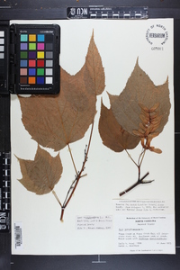 Acer pensylvanicum image