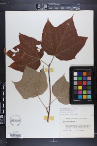 Acer pensylvanicum image