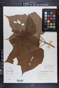 Acer pensylvanicum image