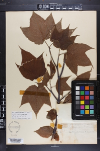 Acer pensylvanicum image