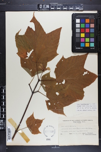 Acer pensylvanicum image