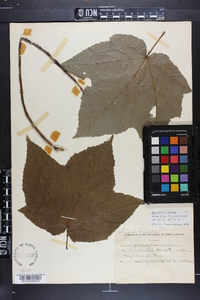 Acer pensylvanicum image