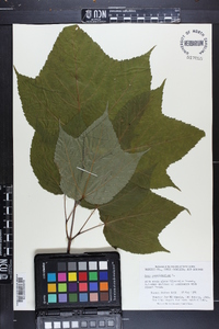 Acer pensylvanicum image