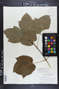 Acer pensylvanicum image