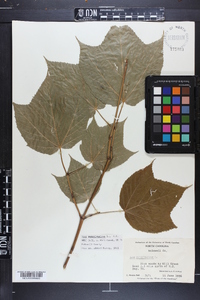 Acer pensylvanicum image