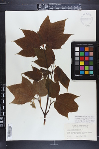 Acer pensylvanicum image