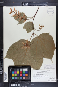 Acer pensylvanicum image