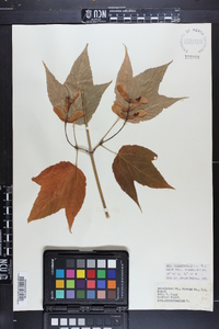 Acer pensylvanicum image